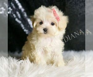 Maltipoo Puppy for sale in WARSAW, IN, USA