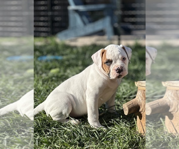 Medium Photo #3 American Bulldog Puppy For Sale in PLUMAS LAKE, CA, USA
