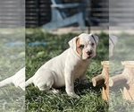Small Photo #3 American Bulldog Puppy For Sale in PLUMAS LAKE, CA, USA