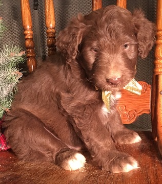 Medium Photo #1 Aussiedoodle Puppy For Sale in ARBA, IN, USA