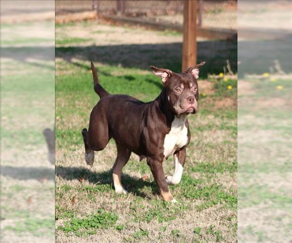 Medium Photo #2 American Bulldog-Unknown Mix Puppy For Sale in Grovetown, GA, USA