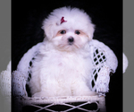 Small #4 Maltese
