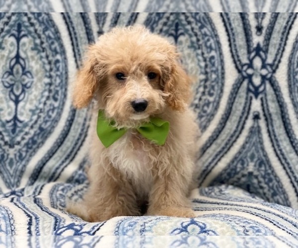 Medium Photo #6 Bichpoo Puppy For Sale in LAKELAND, FL, USA