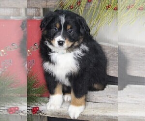 Medium Australian Shepherd