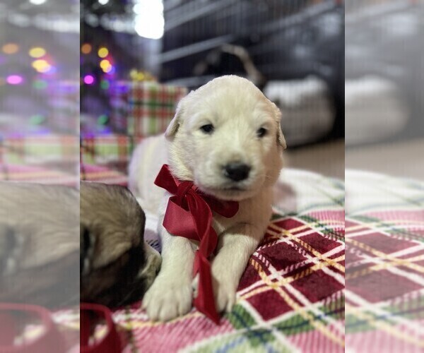 Medium Photo #5 Anatolian Pyrenees Puppy For Sale in CULDESAC, ID, USA