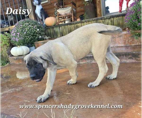 Medium Photo #4 Mastiff Puppy For Sale in CABOOL, MO, USA