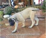 Daisy - Female Mastiff Puppy for Sale - Photo #4
