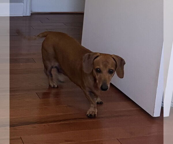 Medium Photo #12 Dachshund Puppy For Sale in Shelbyville, TN, USA