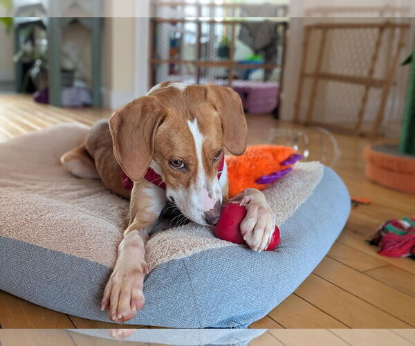 Medium Photo #2 Mutt Puppy For Sale in Shelburne, VT, USA