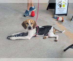 Mutt Dogs for adoption in McCormick, SC, USA