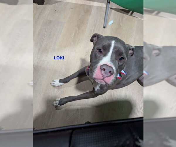 Medium Photo #1 American Pit Bull Terrier Puppy For Sale in Woodland Hills, CA, USA