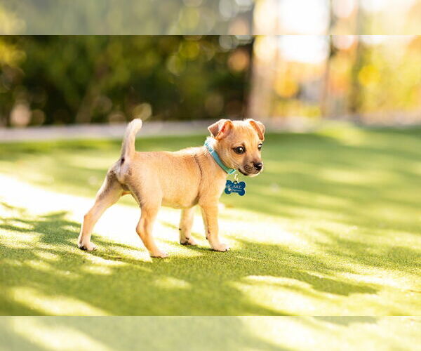 Medium Photo #11 Chihuahua-Unknown Mix Puppy For Sale in Corona, CA, USA