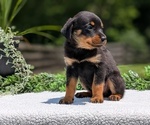 Puppy 4 Rottweiler