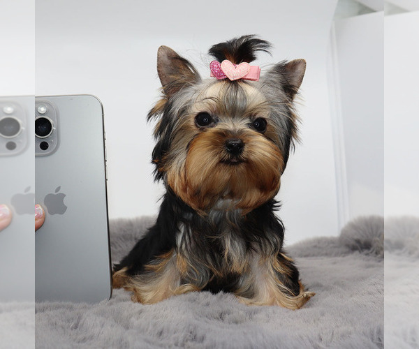Medium Photo #2 Yorkshire Terrier Puppy For Sale in LOS ANGELES, CA, USA
