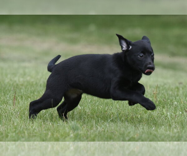 Medium Photo #7 Borador Puppy For Sale in Mechanicsburg, PA, USA