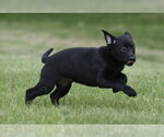 Small #6 Borador