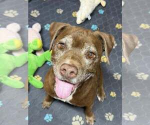 Chocolate Labrador retriever-Unknown Mix Dogs for adoption in Queen Creek, AZ, USA