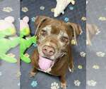 Small Chocolate Labrador retriever Mix