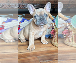 Puppy Puppy 1 Yoshi French Bulldog