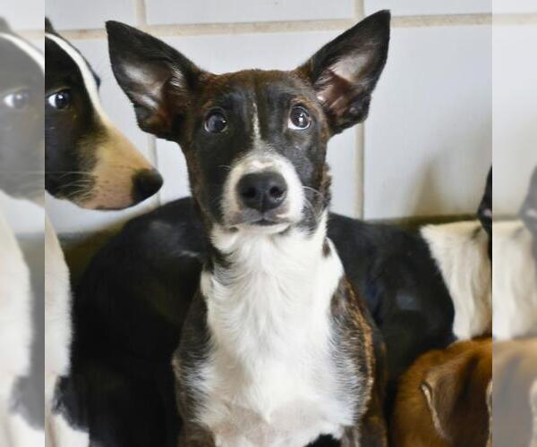 Medium Photo #1 Mutt Puppy For Sale in San Antonio, TX, USA