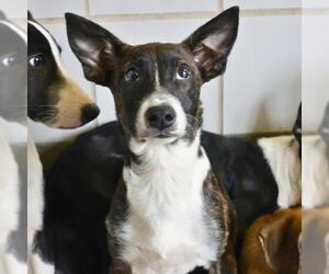 Mutt Dogs for adoption in San Antonio, TX, USA