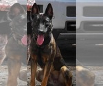 Bullherder - Male America Bandogge Mastiff-American Bandogge Mix Puppy for Sale - Photo #2