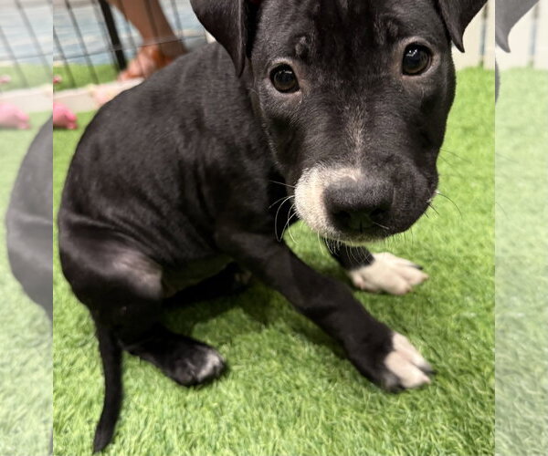 Medium Photo #4 Mutt Puppy For Sale in Sanford, FL, USA