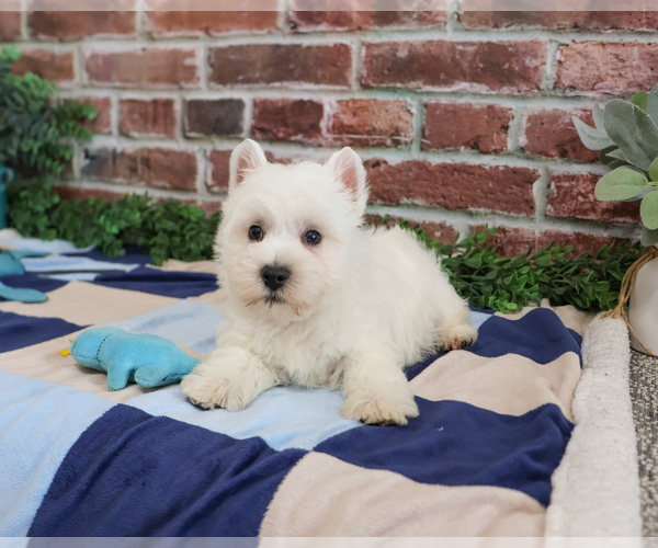 Medium Photo #3 West Highland White Terrier Puppy For Sale in SYRACUSE, IN, USA