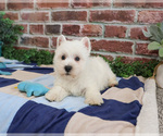 Small #2 West Highland White Terrier