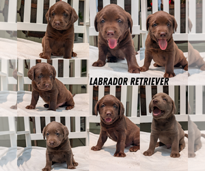 Labrador Retriever Puppy for Sale in GOSHEN, Indiana USA