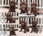 Image preview for Ad Listing. Nickname: Litter of 7