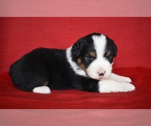 Australian Shepherd Puppy for sale in NEW MARKET, TN, USA
