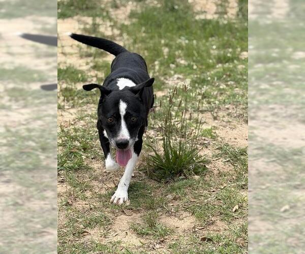 Medium Photo #1 Mutt Puppy For Sale in Augusta, GA, USA