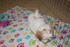 Small Photo #6 Lhasa Apso Puppy For Sale in ORO VALLEY, AZ, USA
