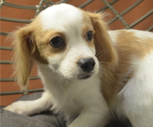 Cavachon Puppy for sale in PATERSON, NJ, USA