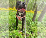 Small #11 American Pit Bull Terrier