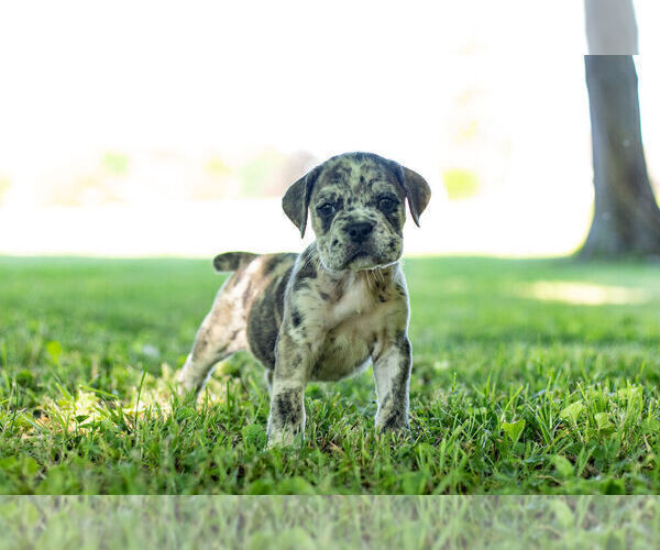 Medium Photo #2 English Bulldog-Mastiff Mix Puppy For Sale in WARSAW, IN, USA
