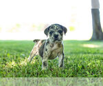 Small Photo #2 English Bulldog-Mastiff Mix Puppy For Sale in WARSAW, IN, USA