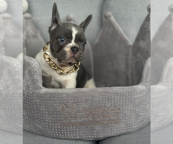 Medium Photo #8 French Bulldog Puppy For Sale in CAPE CORAL, FL, USA