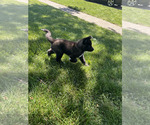 Small Photo #16 Akita Puppy For Sale in LOUISVILLE, KY, USA
