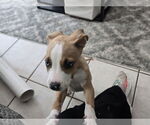 Small #1 American Pit Bull Terrier-Labrador Retriever Mix