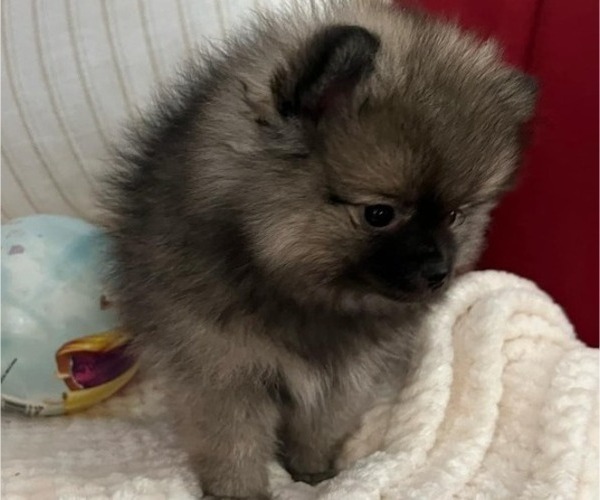 Medium Photo #9 Pomeranian Puppy For Sale in MENIFEE, CA, USA