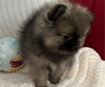 Small Photo #9 Pomeranian Puppy For Sale in MENIFEE, CA, USA