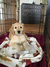 Goldendoodle Puppy for sale in MENDON, MI, USA