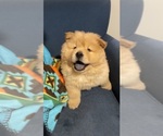 Small Photo #7 Chow Chow Puppy For Sale in CICERO, IL, USA