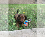 Small Photo #2 Dachshund Puppy For Sale in NASHVILLE, TN, USA