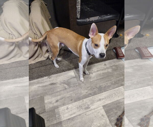 Medium Photo #1 Mutt Puppy For Sale in  Gainesville, FL, USA