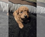 Small Photo #1 Poodle (Toy) Puppy For Sale in NEENAH, WI, USA