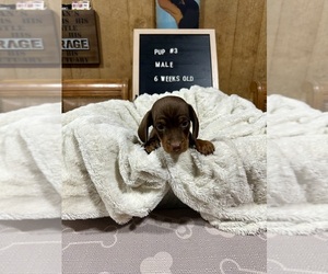 Dachshund Puppy for sale in CONCORDIA, MO, USA