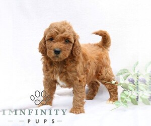 Goldendoodle (Miniature) Puppy for sale in EPHRATA, PA, USA